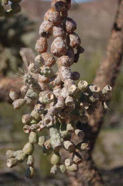 chain-fruit cholla